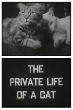 Watch The Private Life of a Cat (Short 1946) Sflix