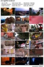 Watch National Geographic Monkey Thieves: Heroes - Villains Sflix