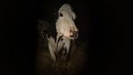 Watch Cow Sflix