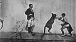 Watch The Boxing Kangaroo (Short 1896) Sflix