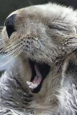 Watch Sea Otters - A Million Dollar Baby Sflix
