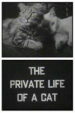 Watch The Private Life of a Cat Sflix