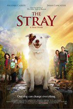 Watch The Stray Sflix
