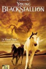 Watch The Young Black Stallion Sflix