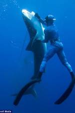 Watch Dive to Tiger Shark Central Sflix