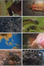 Watch National Geographic Wild : Deadliest Animals Asia Pacific Sflix