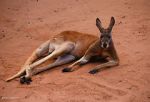 Watch Big Red: The Kangaroo King Sflix