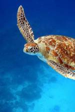 Watch Turtle Sflix
