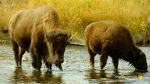 Watch The Last Buffalo Sflix
