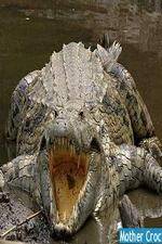 Watch National Geographic Mother Croc Sflix