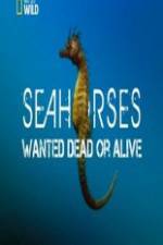 Watch National Geographic - Wild Seahorses Wanted Dead Or Alive Sflix
