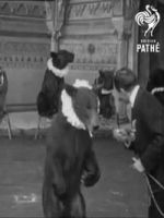 Watch Trained Bears Sflix