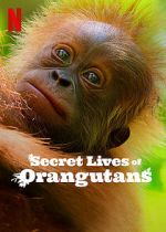Watch Secret Lives of Orangutans Sflix