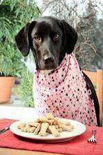 Watch The Truth About Your Dogs Food Sflix