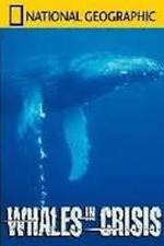 Watch National Geographic: Whales in Crisis Sflix