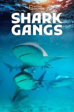 Watch Shark Gangs Sflix