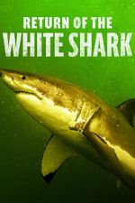 Watch Return of the White Shark Sflix