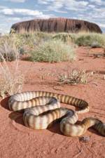 Watch DEADLY PREDATORS.AUSTRALIAN PYTHONS Sflix