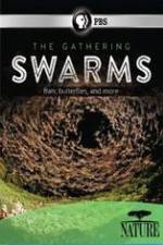 Watch Nature The Gathering Swarms Sflix