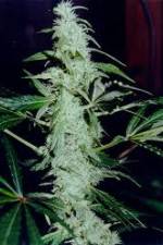 Watch Cannabis Whats The Harm Part 2 Sflix