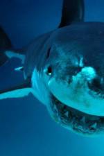Watch National Geographic. Shark attacks investigated Sflix