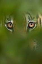 Watch Deadly Instincts Sflix