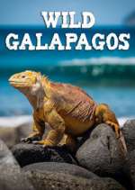 Watch Wild Galapagos Sflix