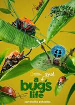 Watch A Real Bug's Life Sflix