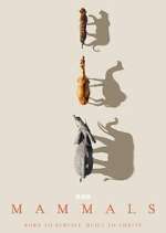 Watch Mammals Sflix
