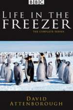 Watch Life in the Freezer Sflix