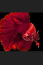 Watch Thailand: Earth's Tropical Paradise Sflix