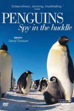 Watch Penguins Spy In The Huddle Sflix