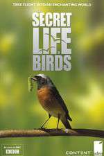 Watch Iolo's Secret Life of Birds Sflix