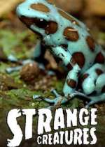 Watch Strange Creatures Sflix