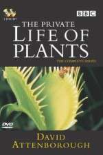 Watch The Private Life of Plants Sflix