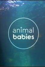 Watch Animal Babies Sflix