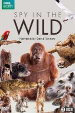 Watch Spy in the Wild Sflix