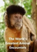 Watch World's Greatest Animal Encounters Sflix