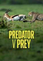 Watch Predator v Prey Sflix