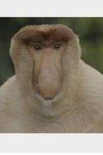 Watch Wildest Islands of Indonesia Sflix