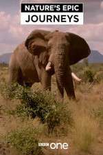 Watch Nature's Epic Journeys Sflix